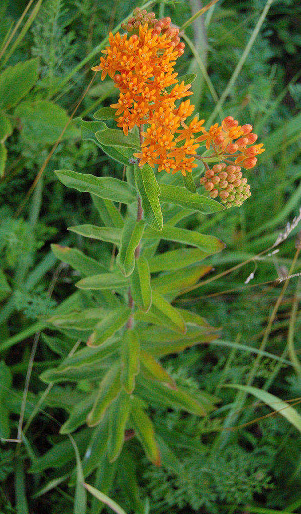 Three Benefits Of Using Native Plants