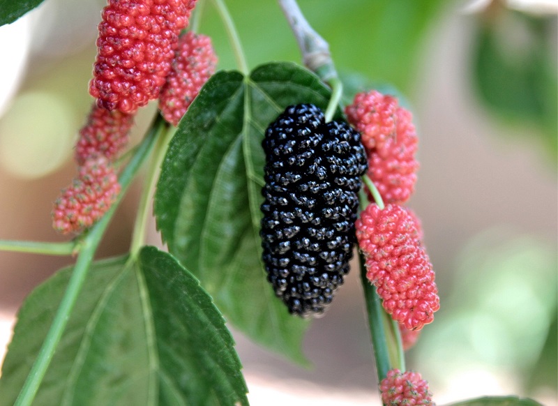 Home - Mulberry Tree Breakfast Cereals