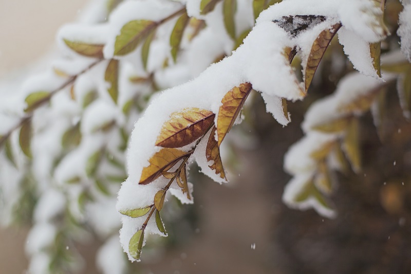 Preparing Your Trees and Shrubs for Winter - Scientific Plant Service