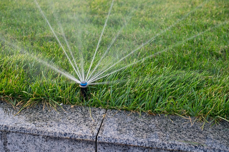 Tips for Watering Trees in Winter Scientific Plant Service