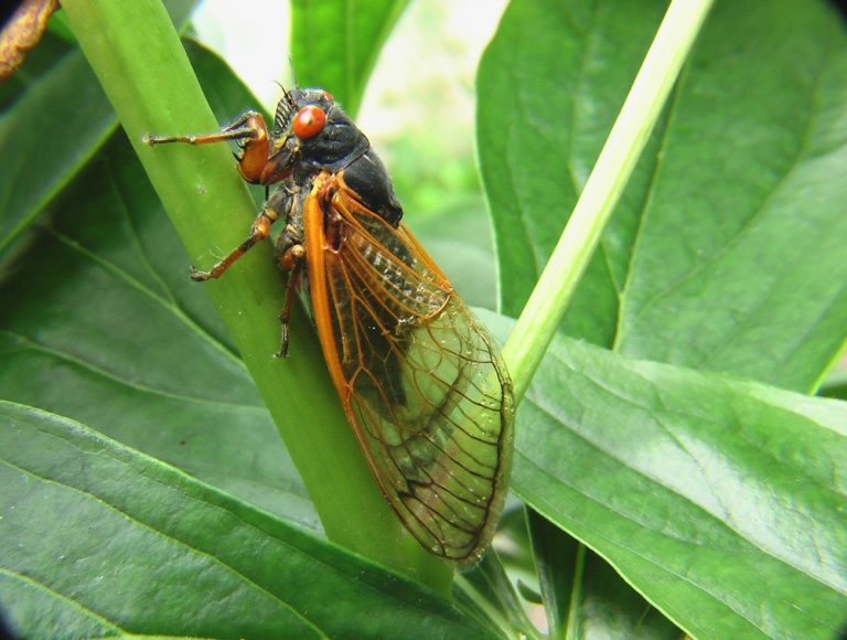 What to Know About The Emergence of Maryland's Brood X Periodical Cicadas