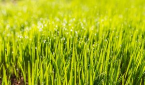 scientific plant service healthy lawn