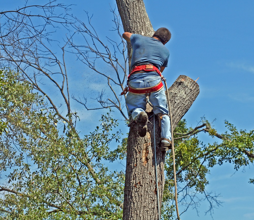 what-a-tree-inspection-involves-and-why-you-need-one-scientific-plant