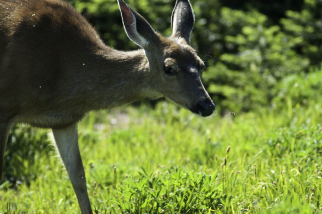 scientific plant service baltimore deer repellent services