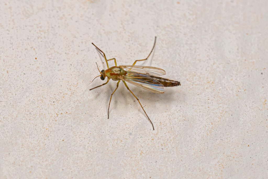 scientific plant service baltimore non-biting midge control services