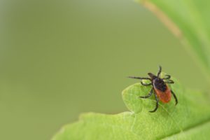 scientific plant service flea and tick control