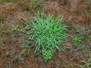 scientific plant service identify and protect crabgrass