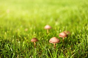 scientific plant service mushrooms on your lawn