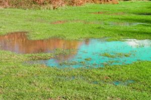 scientific plant service landscape drainage problem