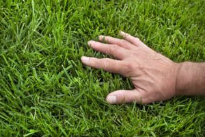 scientific plant service lawn care service in Glen Burnie