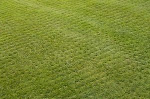 scientific plant service care of your lawn after aeration