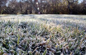 scientific plant service preparing landscape for first frost